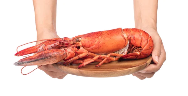 Hand holding Lobster on dish isolated on white background — 图库照片