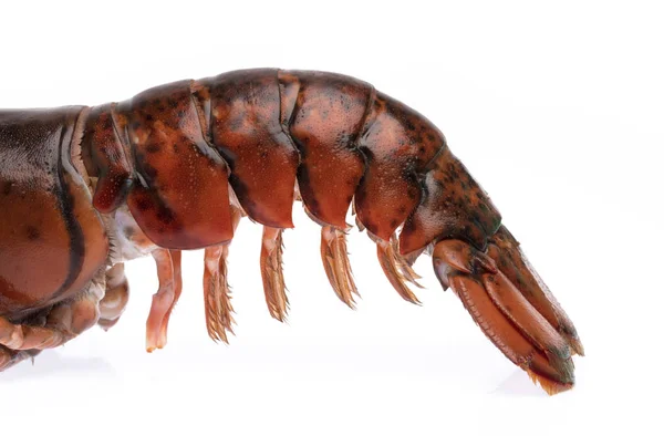 Ekor lobster mentah segar terisolasi pada latar belakang putih — Stok Foto