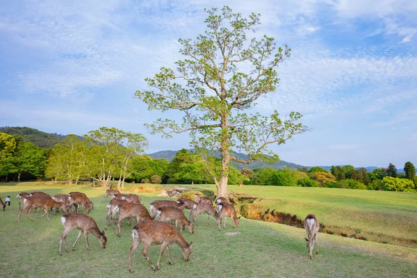 Many young deer in meadow of natural environment. — 图库照片