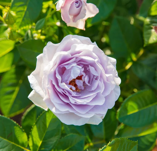 Lua azul rosa flor — Fotografia de Stock