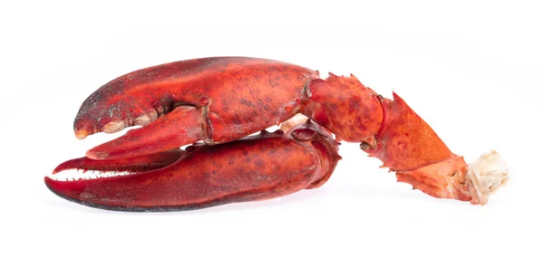 Nipper of udang Lobster terisolasi pada latar belakang putih — Stok Foto