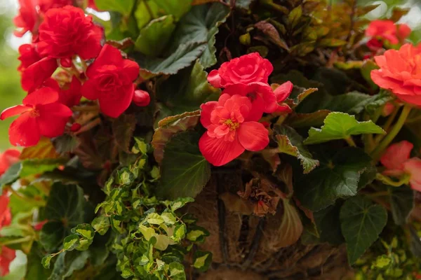 美丽的红海棠在花园里 — 图库照片