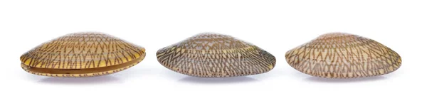 Surf clam isolated on white background — Stock Photo, Image
