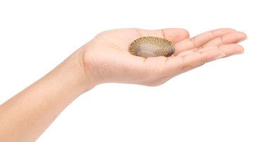 El ele tutuşan deniz tarağı beyaz arka planda izole edilmiş.