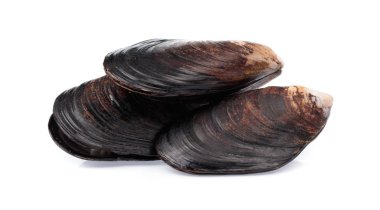 Beyaz arka planda izole edilmiş taze midye.