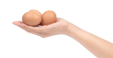 hand holding chicken eggs isolated on white background