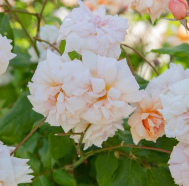 Turuncu batı ülkesi yazın çiçek açıyor. 