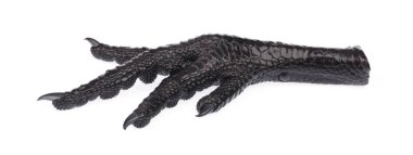 black chicken feet isolated on white background