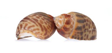 Benekli Babylon beyaz arkaplanda izole