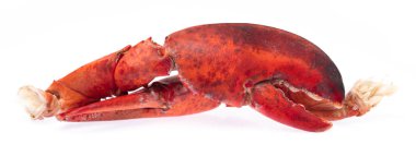nipper of shrimp Lobster isolated on white background