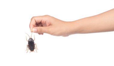 hand holding Toy Cockroaches isolated on white background