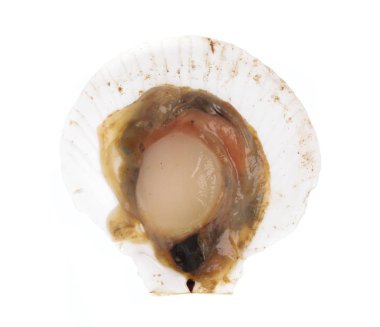 deniz tarağı kabuğu beyaz arkaplanda izole edildi.