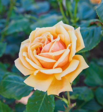 Turuncu batı ülkesi yazın çiçek açıyor. 