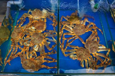 close up of Alaskan king crab