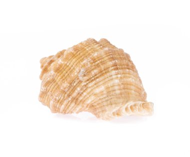 Güzel deniz kabuğu beyaz arkaplanda izole edilmiş