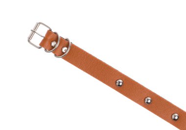 Beyaz bir arka plan üzerinde izole köpek yaka