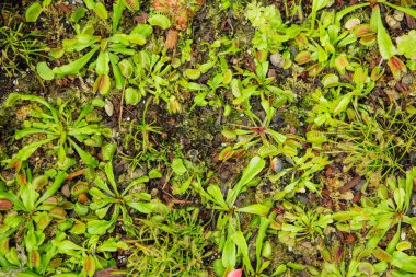 Etçil bitki, bazen böceksi bitki olarak da bilinir.