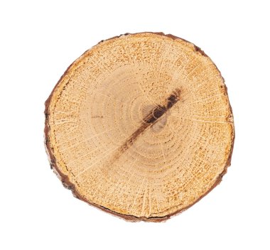 circular piece of wood section texture isolated on white backgro