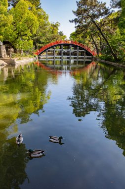 # Mallard Ördekleri ya da Anas platyrhynchos # # Açgözlülükle dolu bir gölde yüzer #