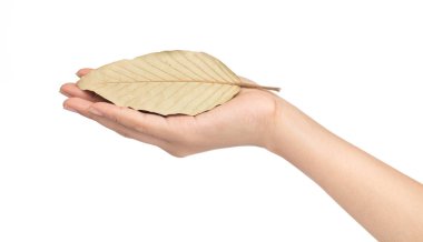 Beyaz arkaplanda el ele tutuşan kuru yaprak 