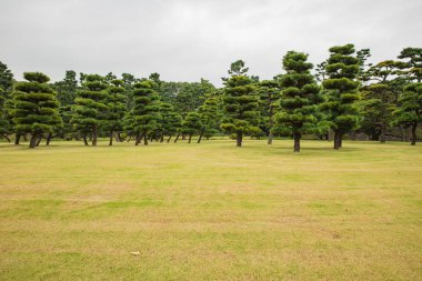Yeşil çim tarlası olan ağaç parkı
