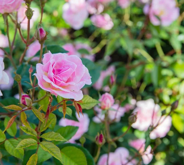 Purpurová růže v zahradě — Stock fotografie