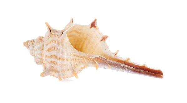 Beautiful sea shell isolated on white background — Stock Photo, Image