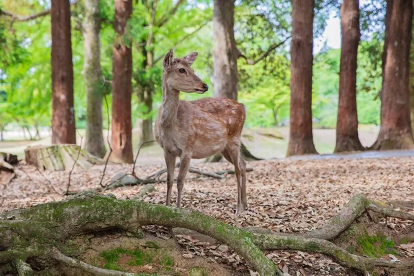 A deer in a forest — 图库照片
