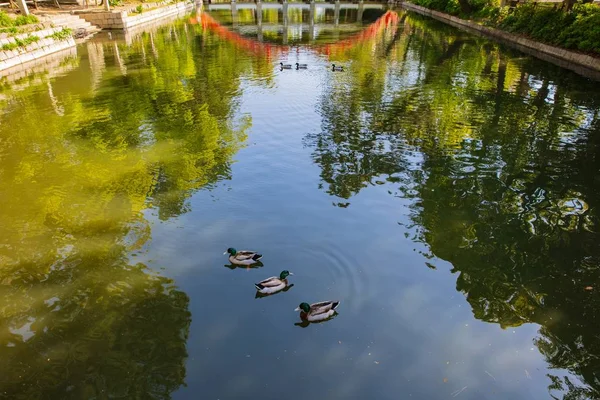 Stockenten oder Anas platyrhynchos schwimmen auf einem Teich mit Gräsern — Stockfoto
