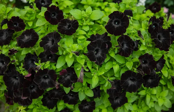 Красивые черные цветы петунии — стоковое фото