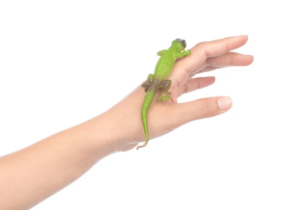 Mão segurando lagarto isolado em um fundo branco — Fotografia de Stock