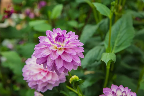Фиолетовый цветок циннии в полном расцвете — стоковое фото