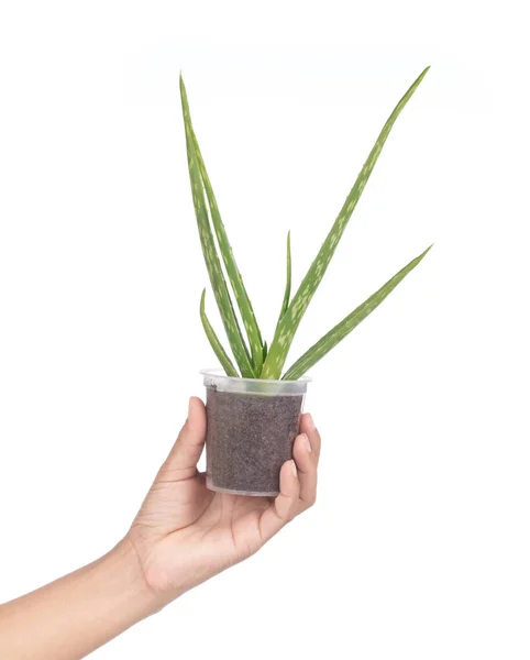 Trzymanie ręki roślin Aloe Vera z plastikowym garnkiem izolowane na białym — Zdjęcie stockowe