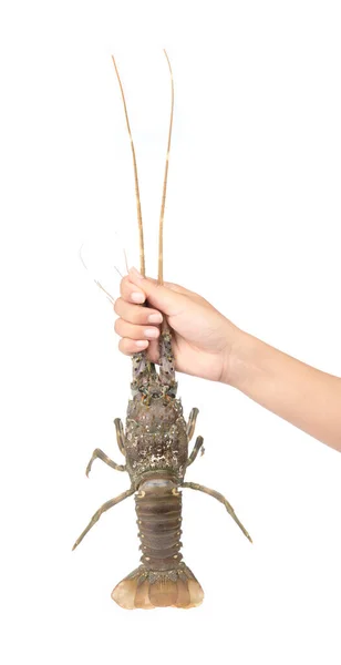 Рука тримає свіжий омарів ізольовано на білому тлі — стокове фото