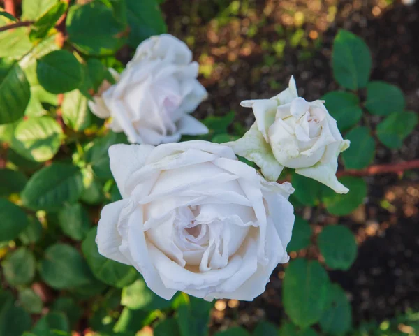 Belas rosas brancas em um jardim. — Fotografia de Stock