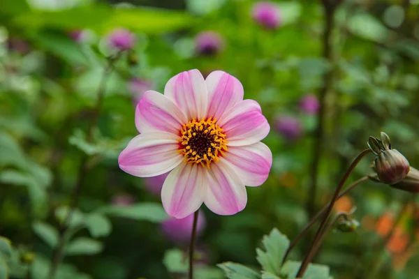 Nahaufnahme der Zinnia-Blume in Gärten — Stockfoto