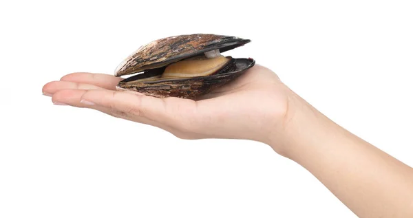 Hand holding fresh mussel isolated on white background. — Stockfoto