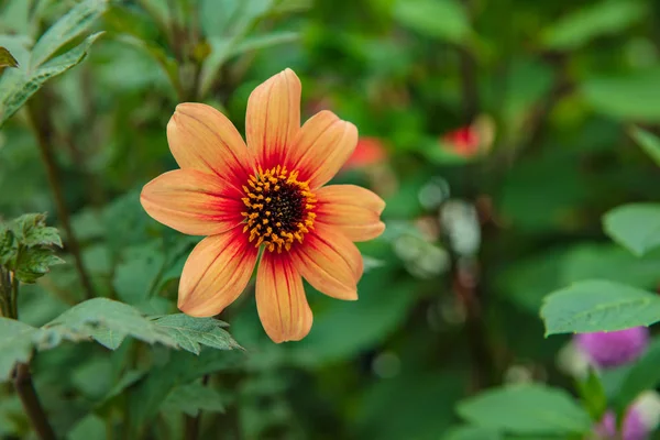 Close up of Zinnia flower in Gardens — Stock fotografie