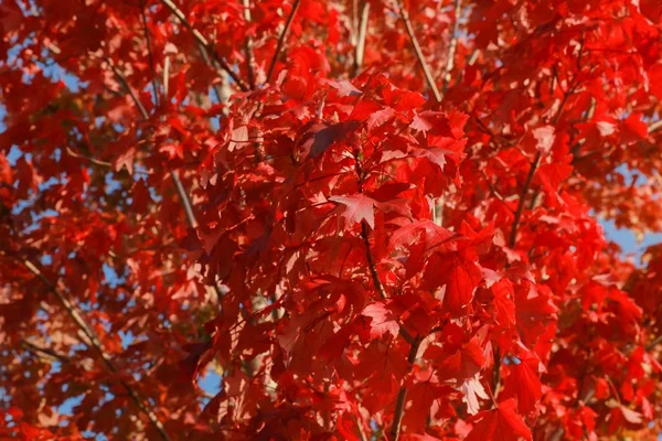 Bela árvore de bordo vermelho — Fotografia de Stock