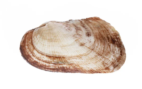 Arcidae Ark моллюск изолирован на белом фоне — стоковое фото