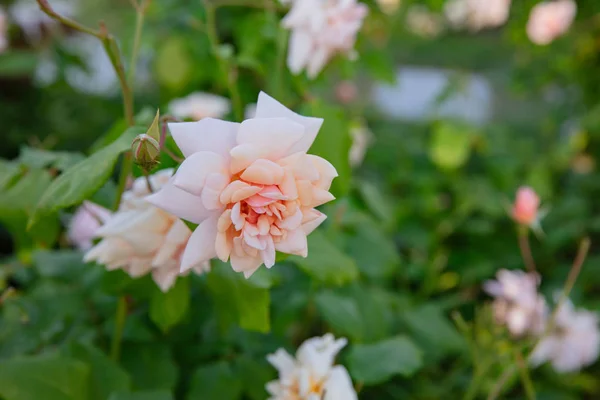 Kvetoucí růže Švédská královna — Stock fotografie