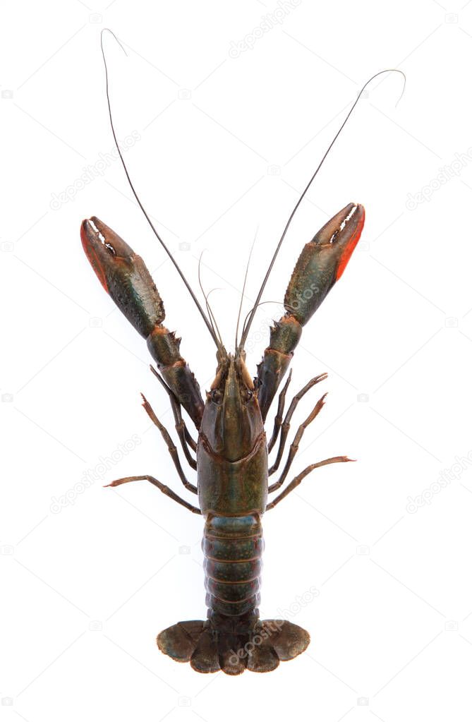 red claw crayfish or fash water lobster alive set on isolate whi