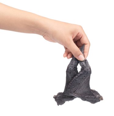 El ele tutuşmuş taze siyah tavuk butları beyaz sırt üzerinde izole edilmiş.