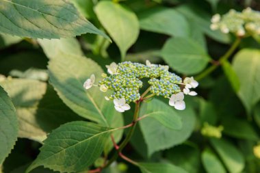 Kloranthus 'un beyaz çiçekleri. 