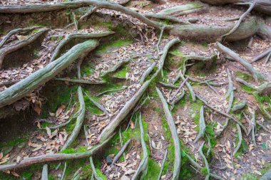 tree roots and green algae plant