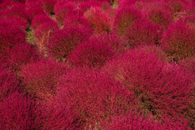 Kızıl Kochia ve Kozmos çalılarının güzelliği