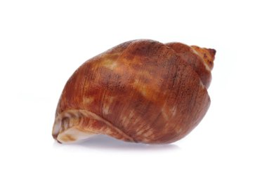 Benekli Babylon beyaz arkaplanda izole