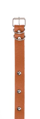 Beyaz bir arka plan üzerinde izole köpek yaka