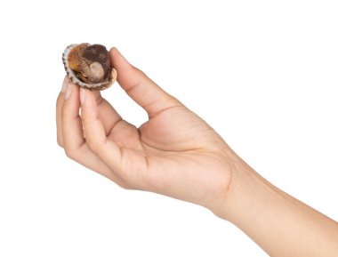 hand holding Delicious boiled or steamed cockles isolated on white background