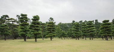 Yeşil çim tarlası olan ağaç parkı